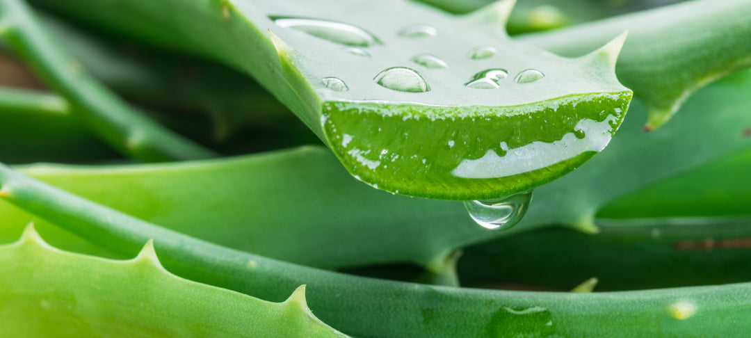 Aloe Vera